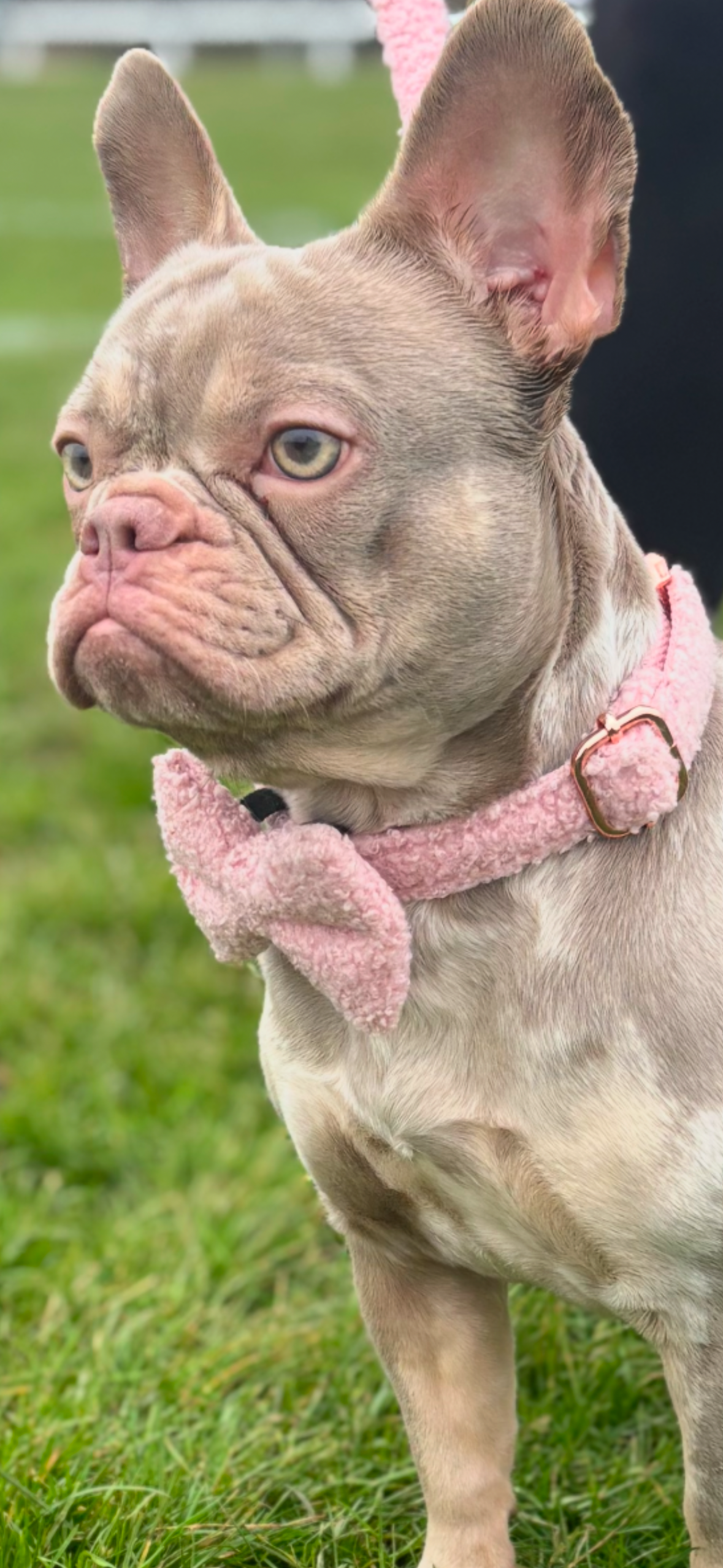 Luxury Teddy dog collar with options to add on detachable bow and lead