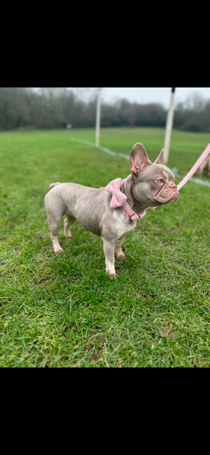 Luxury Teddy dog collar with options to add on detachable bow and lead